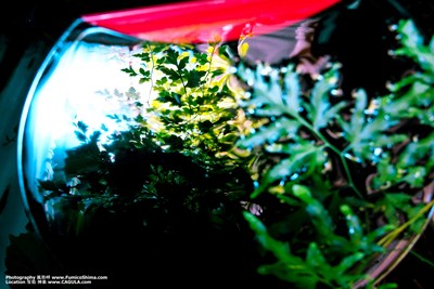 水鏡　水鏡の世界　水鏡写真　風弥呼　水たまり　姫路　水鏡写真家　写真家　カメラマン reflection japan fumico photography kobe himeji